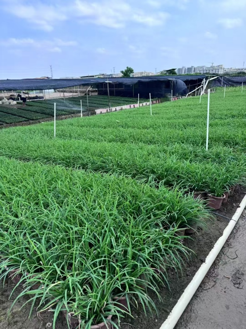 精品花萱草基地直发