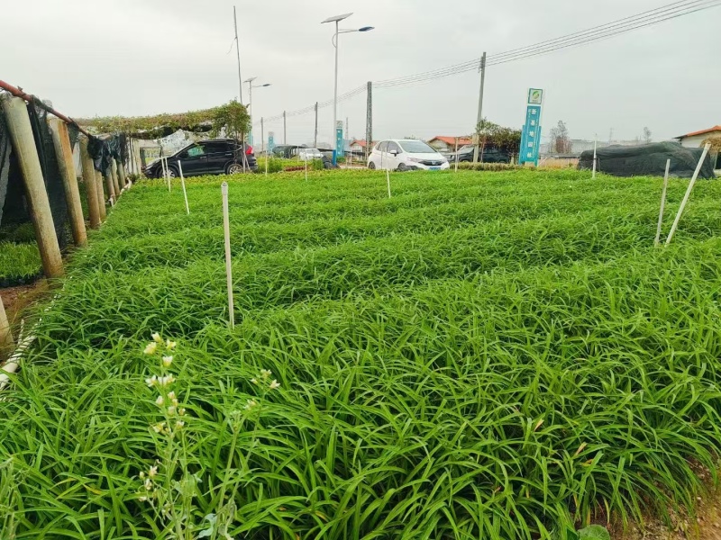 精品花萱草基地直发