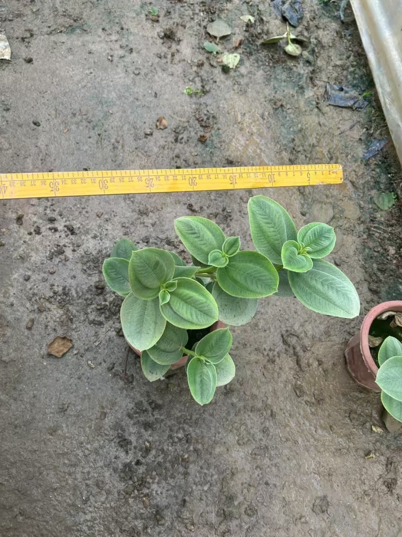 精品银毛野牡丹基地直发