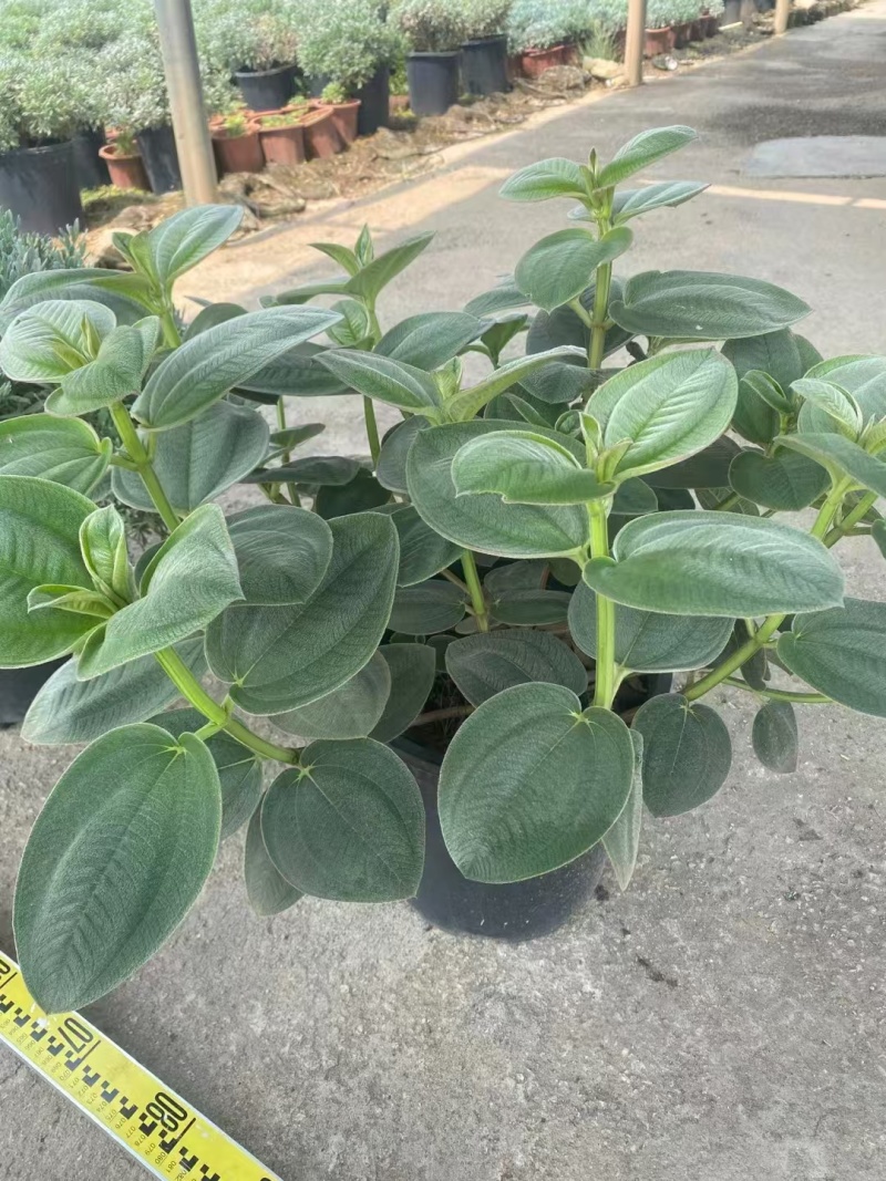 精品银毛野牡丹基地直发