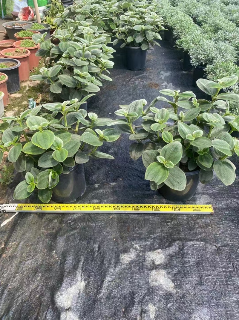 精品银毛野牡丹基地直发