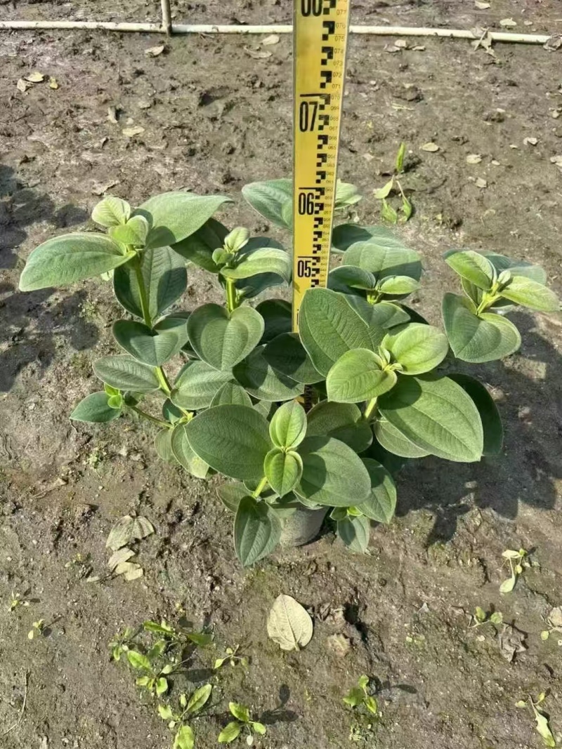 精品银毛野牡丹基地直发