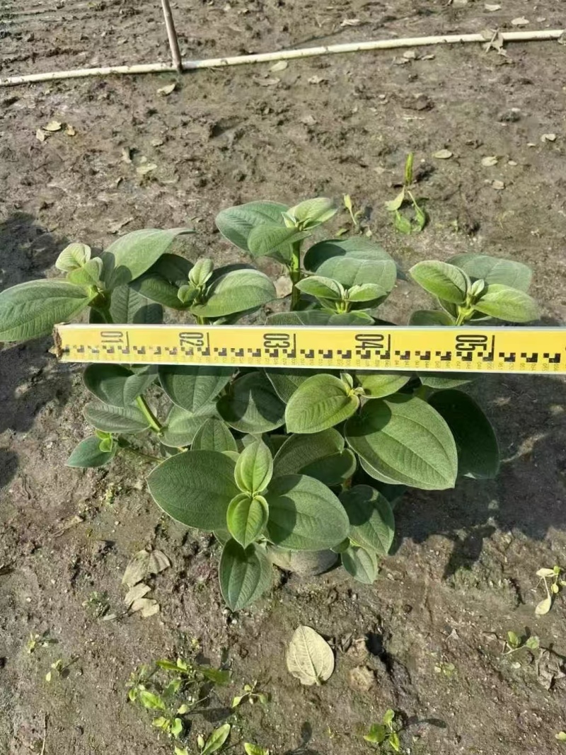 精品银毛野牡丹基地直发