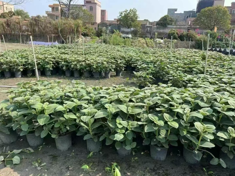 精品银毛野牡丹基地直发