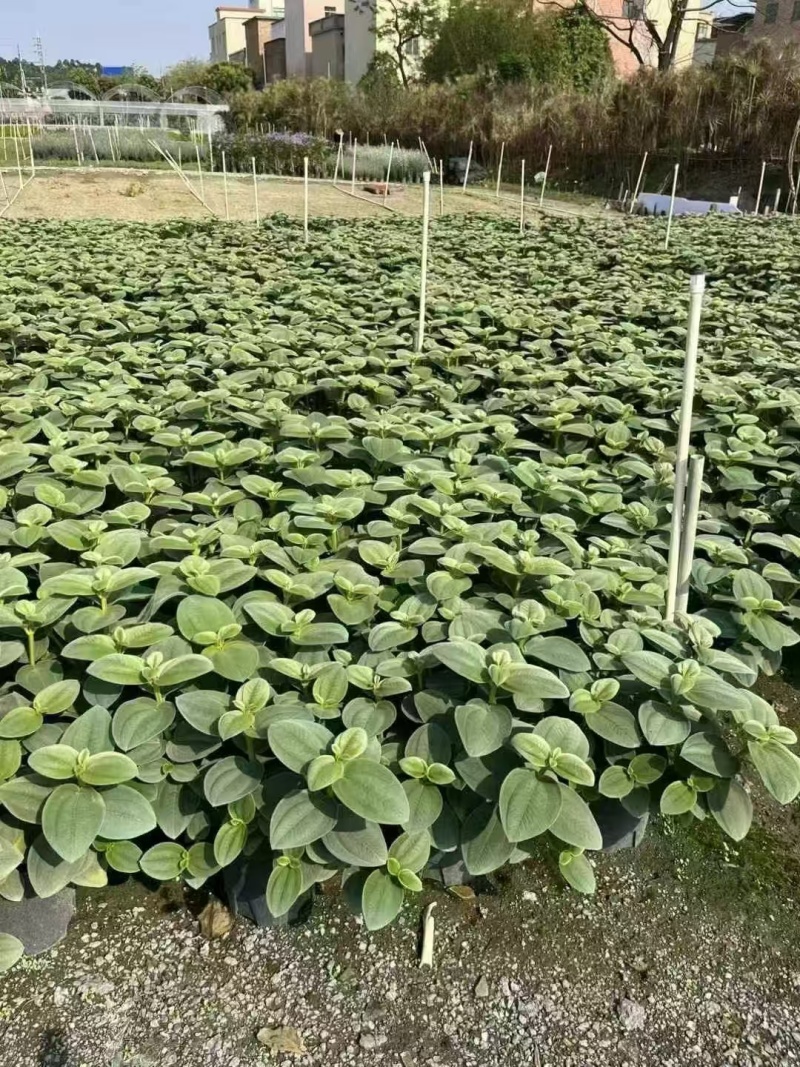 精品银毛野牡丹基地直发