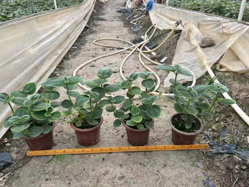 精品银毛野牡丹基地直发