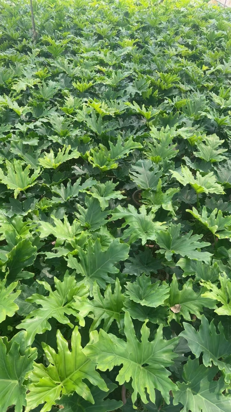 精品春羽基地自产自销