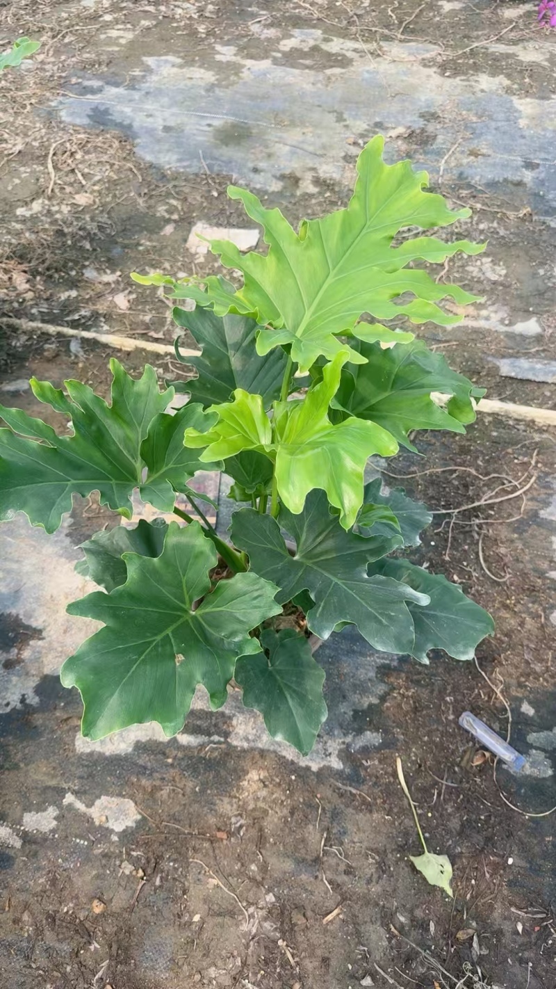 精品春羽基地自产自销