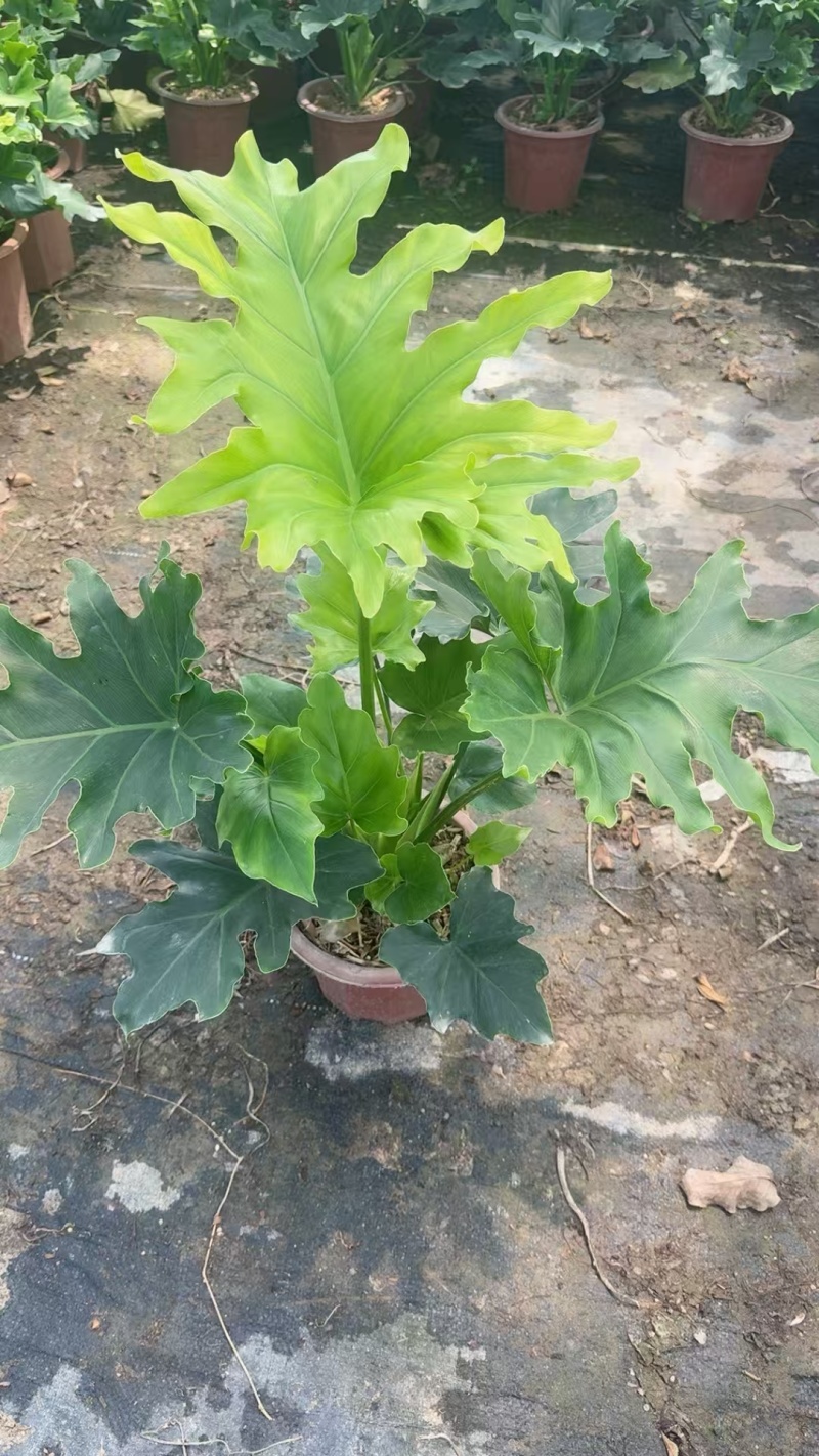 精品春羽基地自产自销