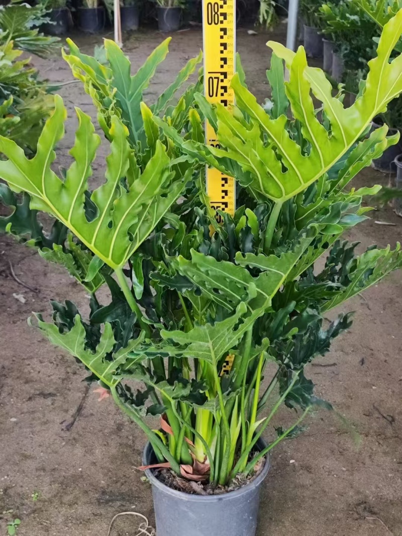 精品春羽基地自产自销