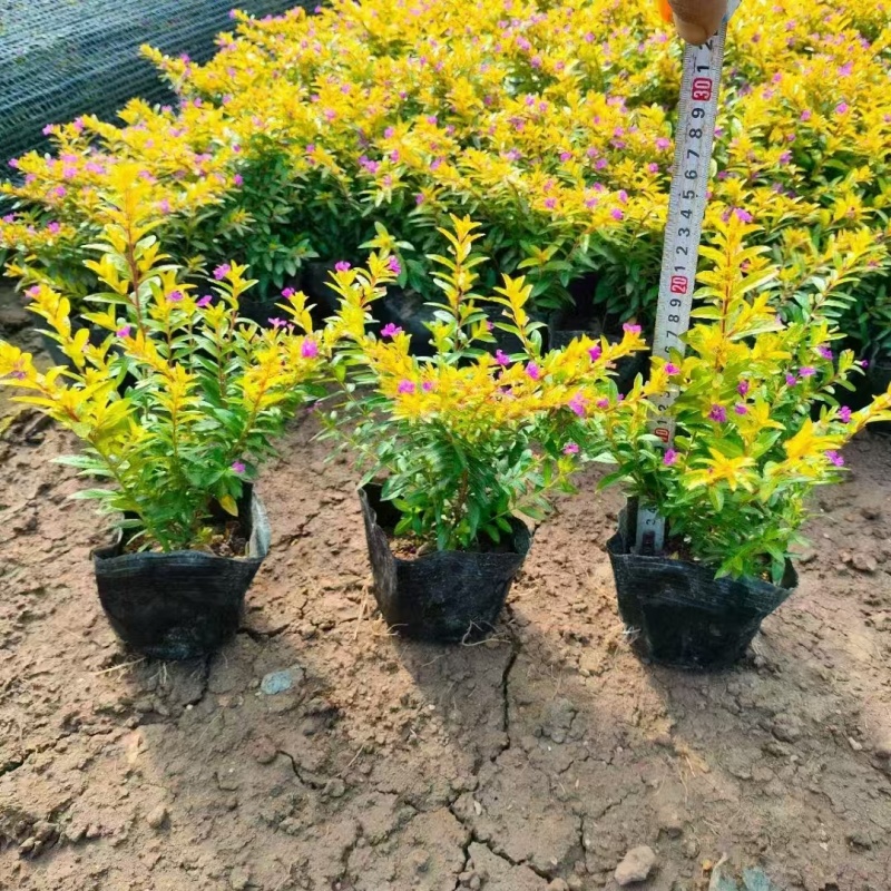 精品金叶星花基地直发