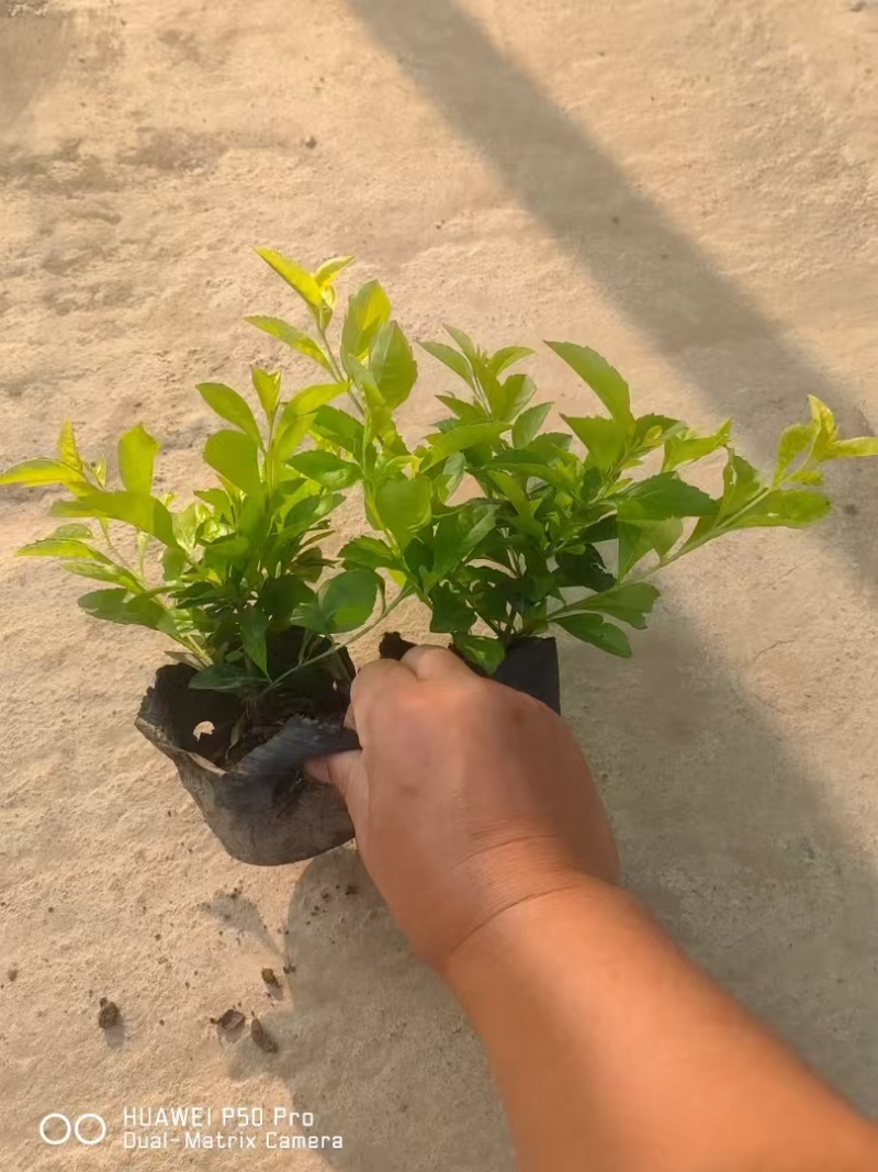 精品金叶星花基地直发