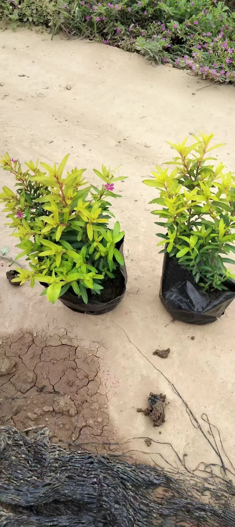 精品金叶星花基地直发