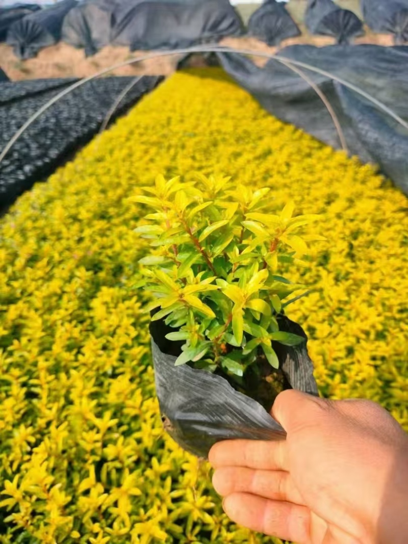 精品金叶星花基地直发