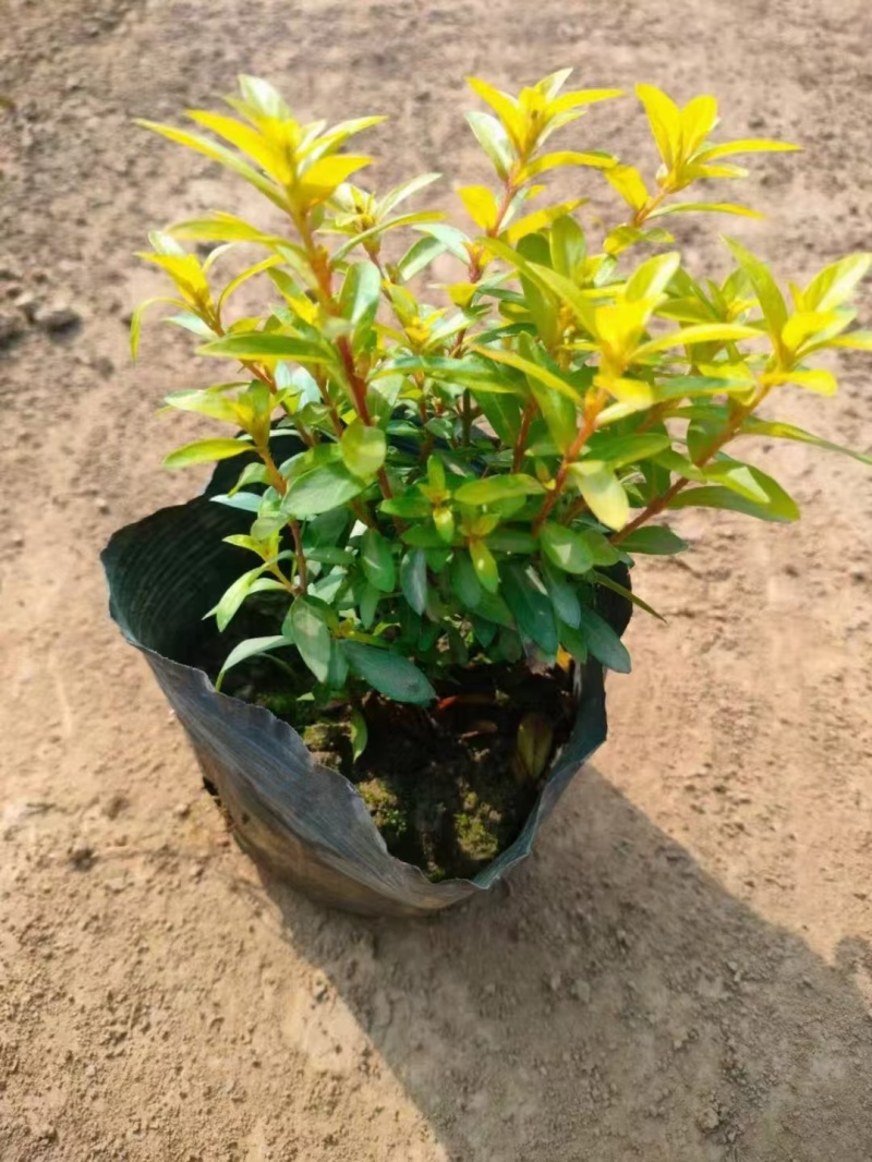 精品金叶星花基地直发