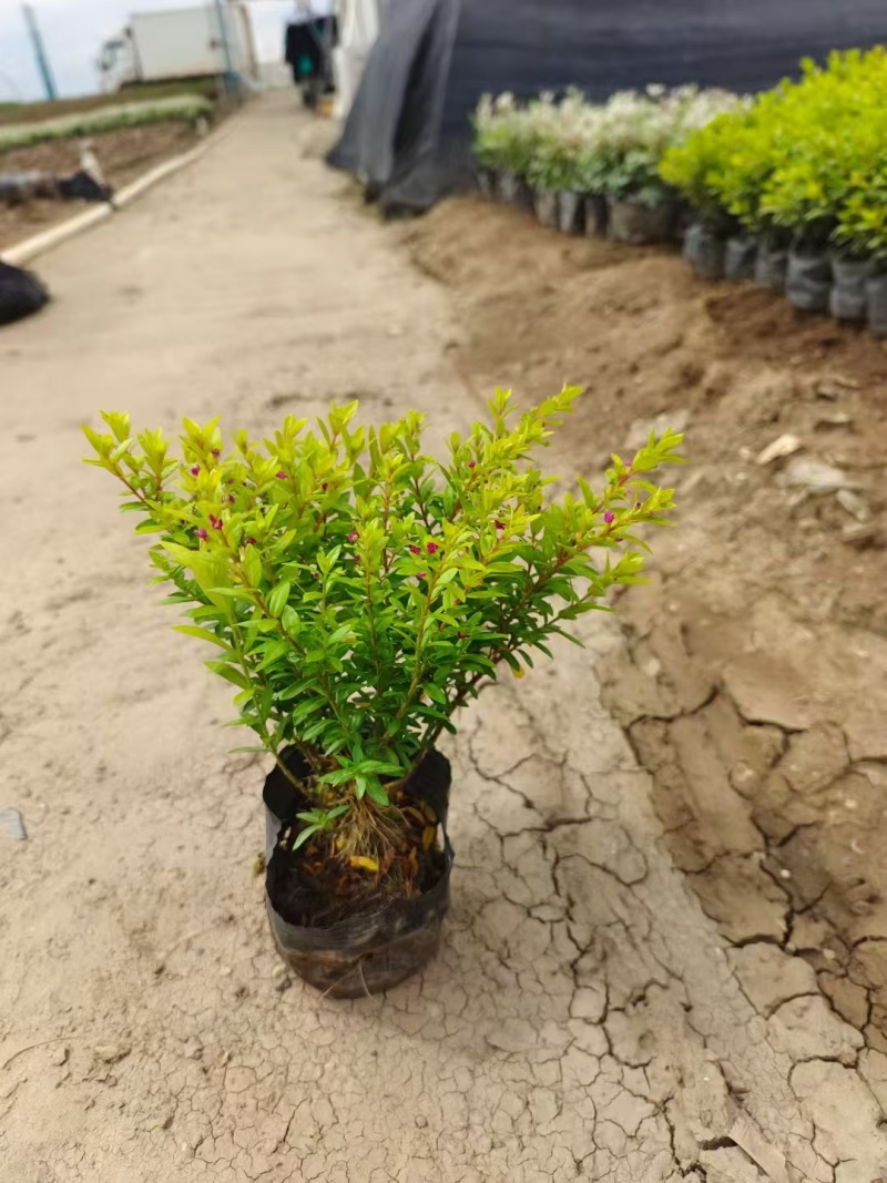 精品金叶星花基地直发