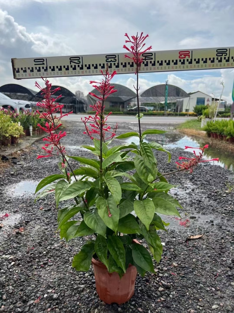精品红楼花基地自产自销