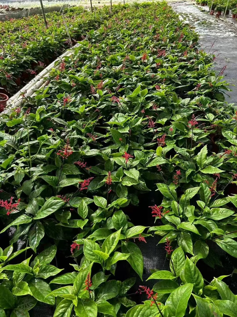 精品红楼花基地自产自销