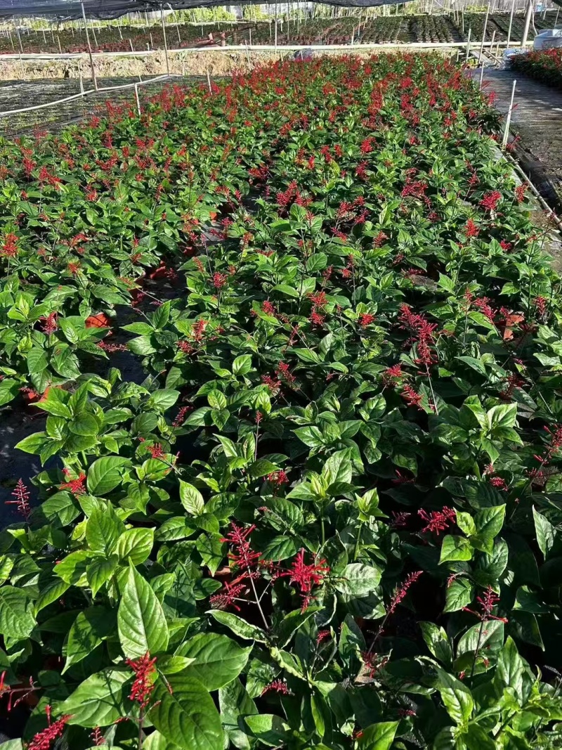 精品红楼花基地自产自销