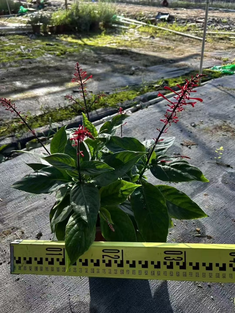 精品红楼花基地自产自销