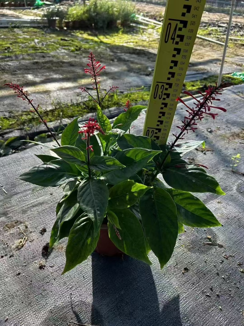 精品红楼花基地自产自销