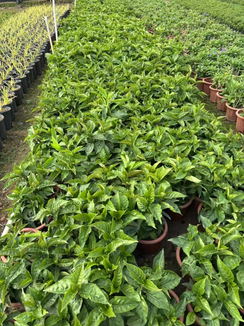 精品红楼花基地自产自销