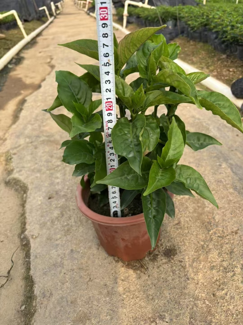 精品红楼花基地自产自销