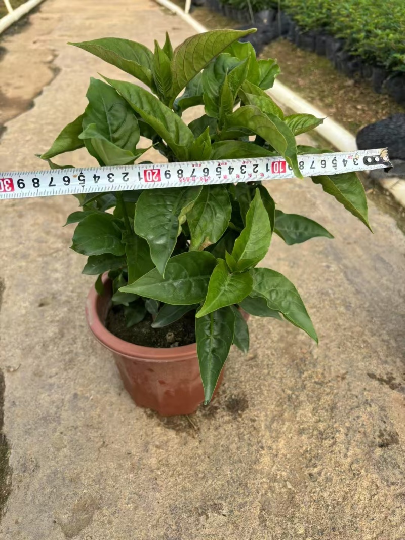 精品红楼花基地自产自销