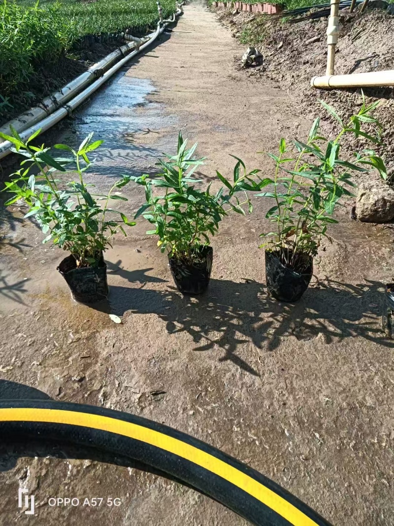 精品千屈菜自产自销