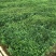 精品千屈菜自产自销