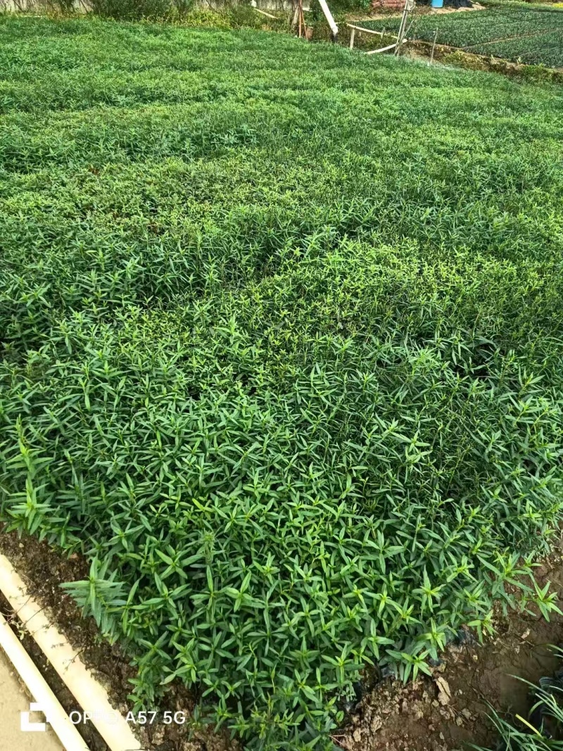 精品千屈菜自产自销