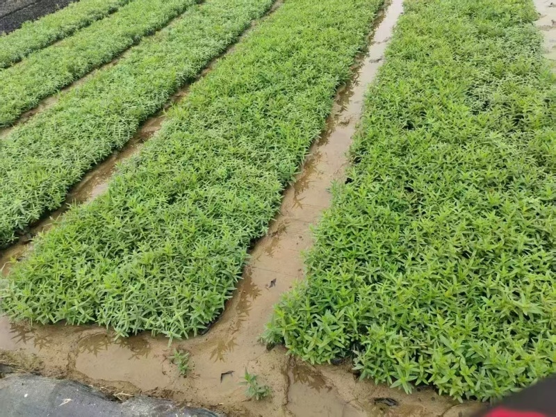 精品千屈菜自产自销