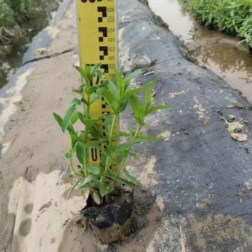 精品千屈菜自产自销