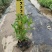 精品千屈菜自产自销