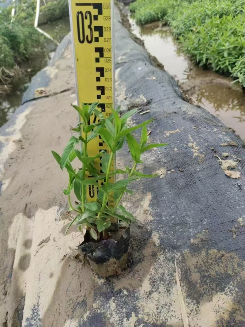 精品千屈菜自产自销
