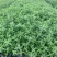 精品千屈菜自产自销