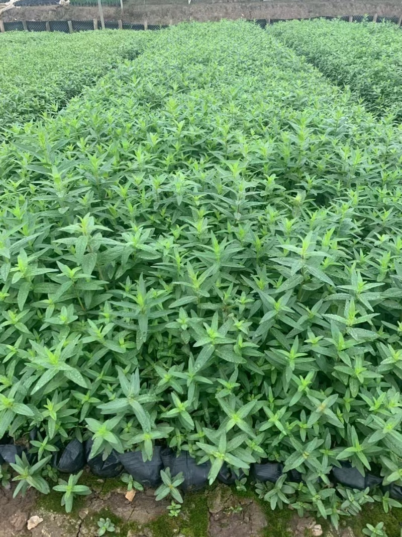 精品千屈菜自产自销