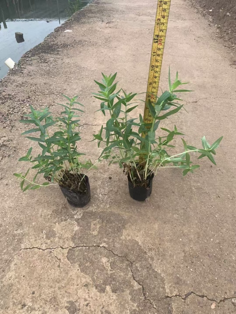 精品千屈菜自产自销