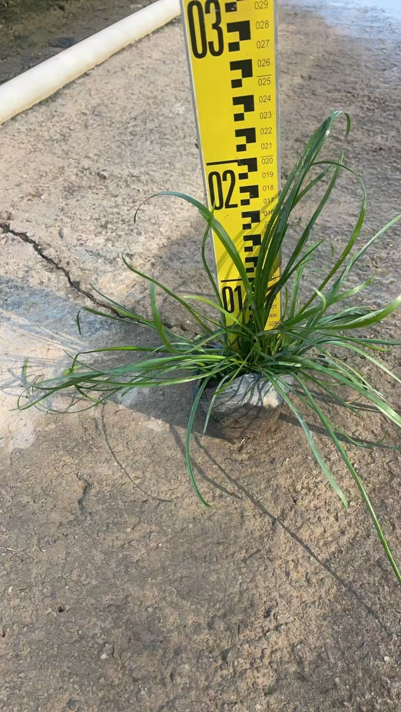 精品初恋风雨兰基地自产自销