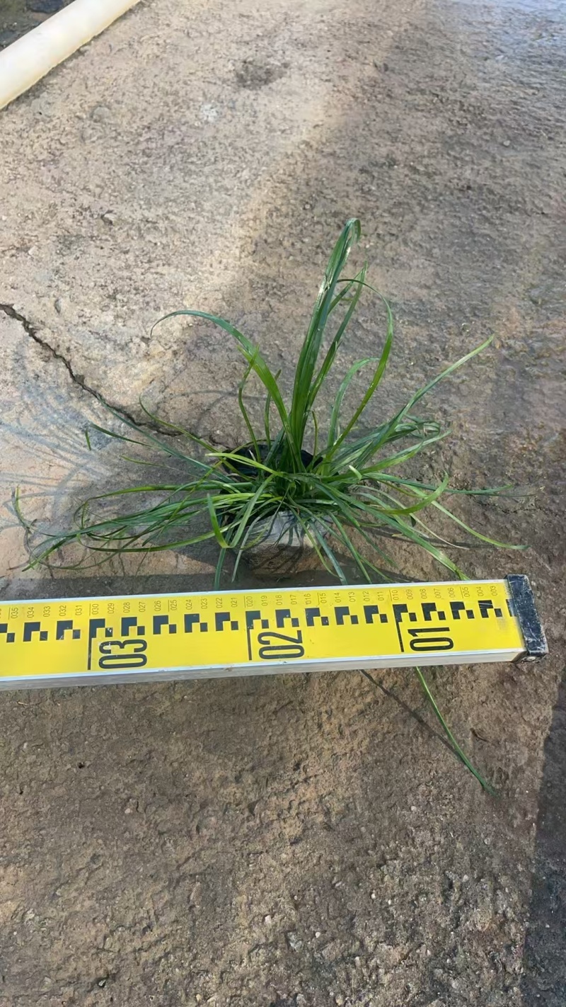 精品初恋风雨兰基地自产自销