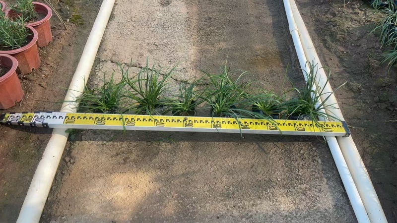 精品初恋风雨兰基地自产自销