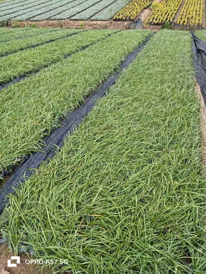 精品初恋风雨兰基地自产自销
