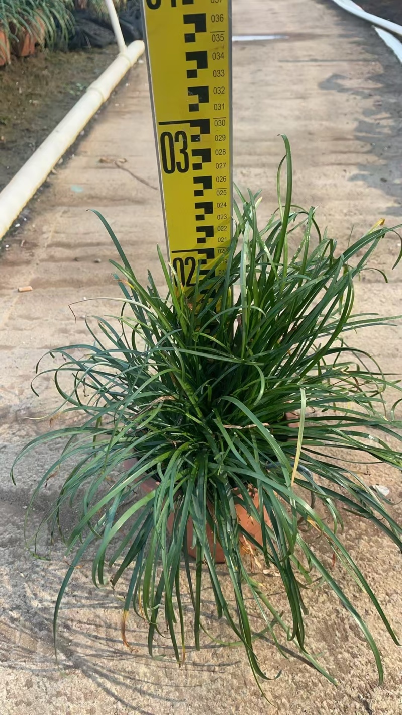 精品初恋风雨兰基地自产自销