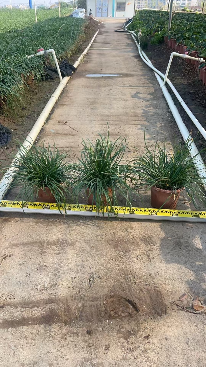 精品初恋风雨兰基地自产自销