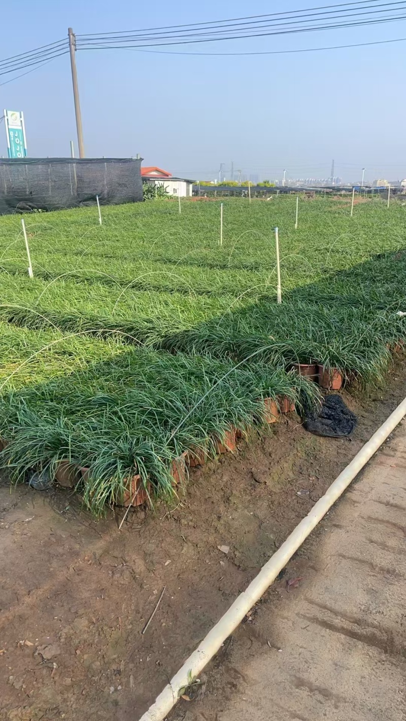 精品初恋风雨兰基地自产自销