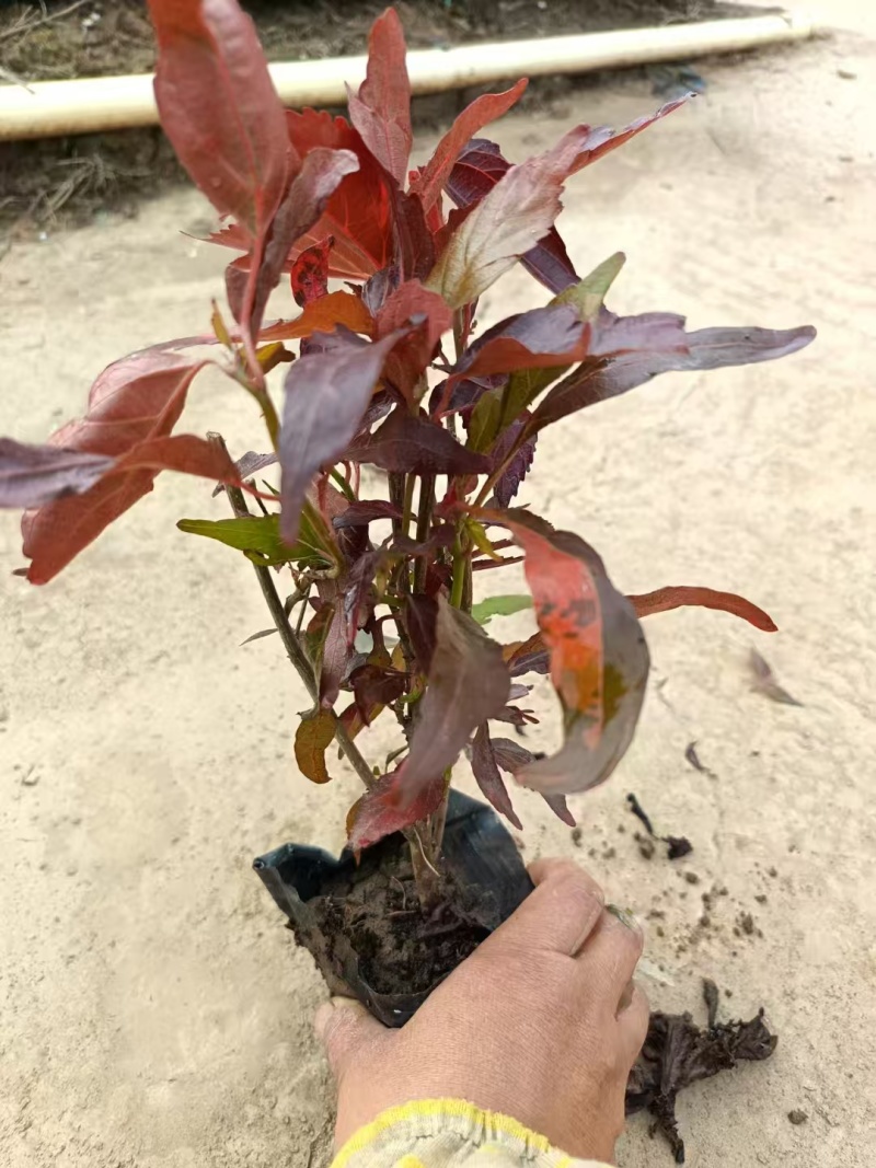 精品红桑基地直发