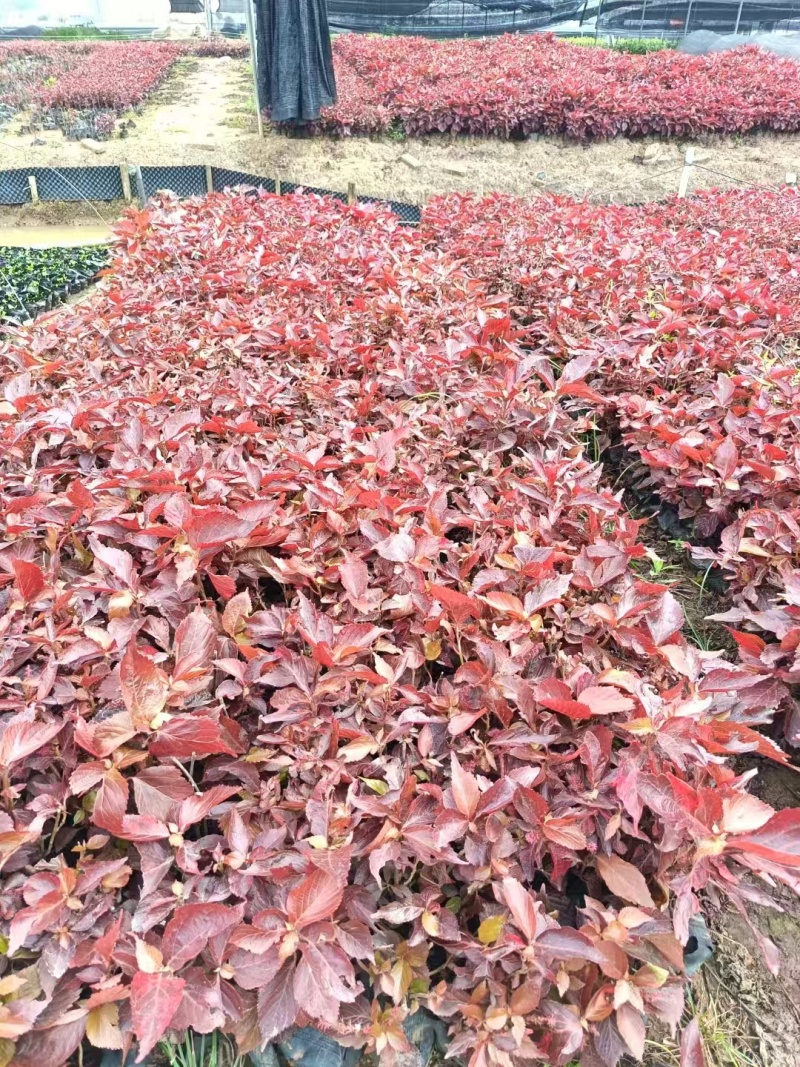 精品红桑基地直发