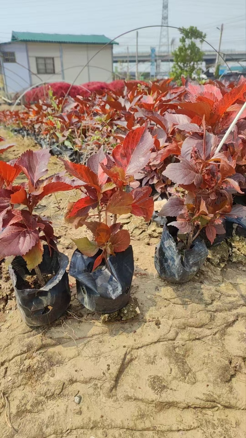 精品红桑基地直发