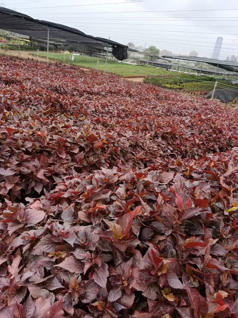 精品红桑基地直发