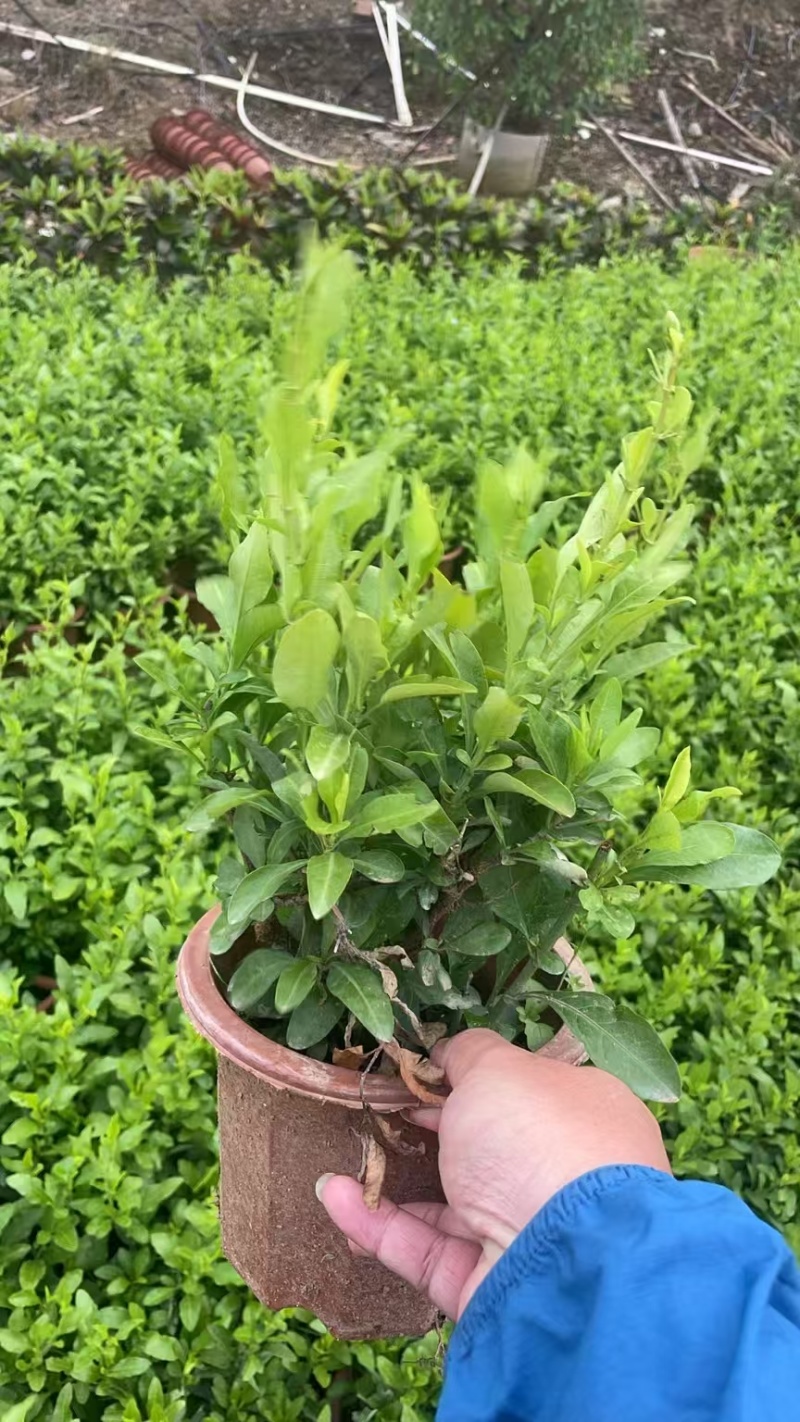 精品蓝雪花基地自产自销